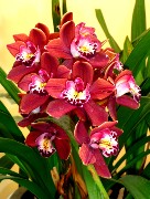 070  beautiful orchids.JPG